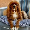 eltonthecav