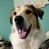 gwen_stacypup