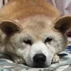 chiku_taka