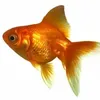 goldfish3_4
