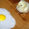 qqwviex