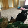 3crazycatslady