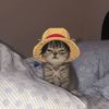 snailbed.s