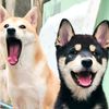wonderful_shiba