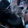 carrie_charlie