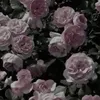 _ixo716