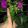 humairasumi63