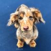 Roswell Weenie
