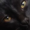snoobyroses
