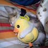 ayam_goyenk_