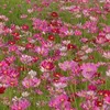 Mít 2005 🌷