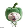 user62vl8c6lwa