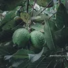 xiimmii1011