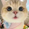 hanbao2con