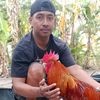 peternak_ayam91