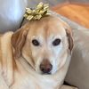 markycapo33