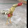 anhchiennb97