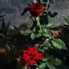hoangtranwwww