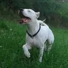 chudyszczur