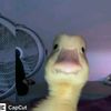 dafeesge