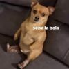 edyssalfa