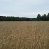 wiktor_dess