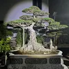 vanduongdinh_bonsai