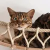 raven.bengal