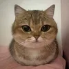 coolkatz3