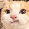 z_dechawat45