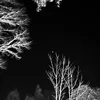 apple11616125