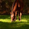unhinged.horsegirl
