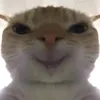 Meozootri