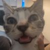 catperson365