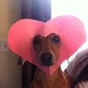 heyylovelydog