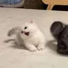 tjagmjp