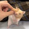 ปอมอ 𓊆ྀི🐹𓊇ྀི