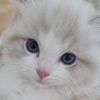 skyfah332