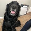 louwoof74