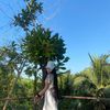 fahsai_sudtiman