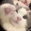 juuulcat
