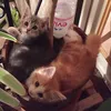 asinusxmizeenh