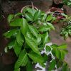 30031989quynguen