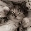 ketami_19