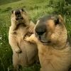 aziz_ksa88