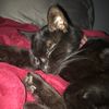 justacatnameds
