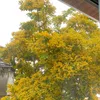 quangpham31101989