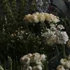 _tphu_51471