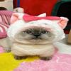 millinery