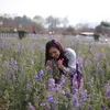 lan.anh.shop.1